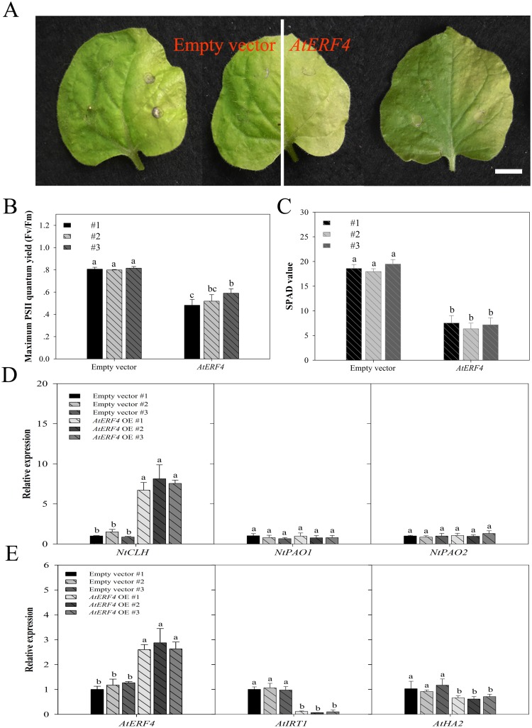 Fig 7