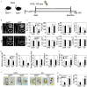 Figure 1A is a schematic illustration depicting the experiment on male mice, which examined the effects of cadmium exposure on bone metabolic homeostasis in global nuclear factor erythroid 2-related factor 2 knockout and wild-type littermate control. A timeline with a scale from 0 to 30 weeks is displayed. The experiment began at 14 weeks, when the two groups of mice were given 100 parts per million of cadmium chloride in their drinking water for 16 weeks. The mice were sacrificed at week thirty. Figure 1B is a stained tissue displaying two columns, namely, nuclear factor erythroid 2-related factor 2 begin superscript positive per positive end superscript and nuclear factor erythroid 2-related factor 2 begin superscript negative per negative end superscript, and two rows, namely, Control and Cadmium with a 0.5 millimeter scale bar. Figure 1C is a set of eight bar graphs, plotting Bone volume per tissue volume (percentage), ranging from 0 to 20 in increments of 5; Trabecular separation (micrometers), ranging from 0 to 450 in increments of 150; Trabecular thickness (micrometers), ranging from 0 to 80 in increments of 20; Trabecular number (millimeter begin superscript negative 1 end superscript), ranging from 0 to 4 in unit increments; Total area (millimeters begin superscript 2 end superscript), ranging from 0.0 to 1.5 in increments of 0.5; Cortical area (millimeters begin superscript 2 end superscript), ranging from 0.0 to 1.2 in increments of 0.4; Structure thickness (micrometer), ranging from 0.00 to 0.20 in increments of 0.05; and Cortical area per total area, ranging from 0.0 to 1.2 in increments of 0.4 (y-axis) across control and cadmium (x-axis) for nuclear factor erythroid 2-related factor 2 begin superscript positive per positive end superscript and nuclear factor erythroid 2-related factor 2 begin superscript negative per negative end superscript. Figure 1D is set of four bar graphs, plotting Maximum load (total number), ranging from 0 to 20 in increments of 5; Breaking load (total number), ranging from 0 to 12 in increments of 4; Energy absorption (millijoules), ranging from 0 to 8 in increments of 2; and Stiffness (total number per millimeter), ranging from 0 to 45 in increments of 15 (y-axis) across control and cadmium (x-axis) for nuclear factor erythroid 2-related factor 2 begin superscript positive per positive end superscript and nuclear factor erythroid 2-related factor 2 begin superscript negative per negative end superscript. Figure 1E is a set of two bar graphs, plotting Tartrate-resistant acid phosphatase 5 b (nanograms per milliliter), ranging from 0 to 20 in increments of 5; and C-terminal telopeptides of type I (nanograms per milliliter), ranging from 0 to 4 in unit increments (y-axis) across control and cadmium (x-axis) for nuclear factor erythroid 2-related factor 2 begin superscript positive per positive end superscript and nuclear factor erythroid 2-related factor 2 begin superscript negative per negative end superscript. Figure 1F is a stained tissue that displays two columns, namely, control and cadmium, each for nuclear factor erythroid 2-related factor 2 begin superscript positive per positive end superscript and nuclear factor erythroid 2-related factor 2 begin superscript negative per negative end superscript. Figure 1G is a set of two bar graphs, plotting Osteoclast number per bone perimeter, ranging from 0 to 15 in increments of 5 and osteoclast surface per bone surface (percentage), ranging from 0 to 30 in increments of 10 (y-axis) across control and cadmium (x-axis) for nuclear factor erythroid 2-related factor 2 begin superscript positive per positive end superscript and nuclear factor erythroid 2-related factor 2 begin superscript negative per negative end superscript.