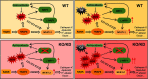 Figure 6 is divided into four schematic illustrations. On the top-left, the illustration titled Wild type displays a flowchart with five steps. Step 1: Receptor activator of nuclear factor kappa-Β leads to Tumor necrosis factor receptor-associated factor 6. Step 2: Tumor necrosis factor receptor-associated factor 6 leads to reactive oxygen species and nuclear factor of activated T cells, cytoplasmic, calcineurin dependent 1. Step 3: Reactive oxygen species is linked with Antioxidants and leads to Nuclear factor erythroid 2-related factor 2, Long isoform-Nuclear factor erythroid 2-related factor 1, and Nuclear factor of activated T cells, cytoplasmic, calcineurin dependent 1. Step 4: Nuclear factor erythroid 2-related factor 2 and Long isoform-nuclear factor erythroid 2-related factor 1 lead to Antioxidants. Step 5: nuclear factor of activated T cells, cytoplasmic, calcineurin dependent 1 leads to cathepsin K, ATPase H positive Transporting V 0 Subunit D 2, H positive-atpase, and Oscar. On the top-right, the illustration titled Wild type displays a flowchart with six steps. Step 1: Receptor activator of nuclear factor kappa-Β leads to Tumor necrosis factor receptor-associated factor 6. Step 2: Tumor necrosis factor receptor-associated factor 6 leads to Reactive oxygen species and Nuclear factor of activated T cells, cytoplasmic, calcineurin dependent 1. Step 3: Reactive oxygen species is linked with Antioxidants and leads to Nuclear factor erythroid 2-related factor 2, Long isoform-nuclear factor erythroid 2-related factor 1, and Nuclear factor of activated T cells, cytoplasmic, calcineurin dependent 1. Step 4: Cadmium leads to Reactive oxygen species. Step 5: Nuclear factor erythroid 2-related factor 2 and Long isoform-nuclear factor erythroid 2-related factor 1 lead to Antioxidants. Step 6: Nuclear factor of activated T cells, cytoplasmic, calcineurin dependent 1 leads to cathepsin K, ATPase H positive Transporting V 0 Subunit D 2, H positive-atpase, and Oscar. At the bottom-left, the illustration titled Knockout or knockdown displays a flowchart with five steps. Step 1: Receptor activator of nuclear factor kappa-Β leads to Tumor necrosis factor receptor-associated factor 6. Step 2: Tumor necrosis factor receptor-associated factor 6 leads to Reactive oxygen species and Nuclear factor of activated T cells, cytoplasmic, calcineurin dependent 1. Step 3: Reactive oxygen species is linked with Antioxidants and leads to Long isoform-nuclear factor erythroid 2-related factor 1 and Nuclear factor of activated T cells, cytoplasmic, calcineurin dependent 1. Step 4: Long isoform-nuclear factor erythroid 2-related factor 1 leads to Antioxidants. Step 5: Nuclear factor of activated T cells, cytoplasmic, calcineurin dependent 1 leads to cathepsin K, ATPase H positive Transporting V 0 Subunit D 2, H positive-atpase, and Oscar. At the bottom-right, the illustration titled Knockout or knockdown displays a flowchart with six steps. Step 1: Receptor activator of nuclear factor kappa-Β leads to Tumor necrosis factor receptor-associated factor 6. Step 2: Tumor necrosis factor receptor-associated factor 6 leads to Reactive oxygen species and Nuclear factor of activated T cells, cytoplasmic, calcineurin dependent 1. Step 3: Reactive oxygen species is linked with Antioxidants and leads to Long isoform-nuclear factor erythroid 2-related factor 1 and Nuclear factor of activated T cells, cytoplasmic, calcineurin dependent 1. Step 4: Cadmium leads to Reactive oxygen species. Step 5: Long isoform-nuclear factor erythroid 2-related factor 1 leads to Antioxidants. Step 6: Nuclear factor of activated T cells, cytoplasmic, calcineurin dependent 1 leads to cathepsin K, and ATPase H positive Transporting V 0 Subunit D 2, H positive-atpase, and Oscar.
