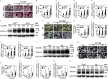 Figure 3A is a stained tissue divided into two columns, namely, vehicle and cadmium (nanomolar), divided into two columns, namely, 10 and 20 nanomolar, and two rows, namely, Nuclear factor erythroid 2-related factor 2 begin superscript positive per positive end superscript and Nuclear factor erythroid 2-related factor 2 begin superscript negative per negative end superscript with a 200 micrometer scale bar. Figures 3B, 3C, 3D, 3E, 3H, 3I, 3J, 3K, 3N, 3O, 3P, and 3Q are bar graphs, plotting Tartrate-resistant acid phosphatase positive multinucleated cells (greater than 3 total number) per well, ranging from 0 to 150 in increments of 50; Messenger ribonucleic acid of Cathepsin K (fold of nuclear factor erythroid 2-related factor 2 begin superscript positive per positive end superscript with vehicle), ranging from 0 to 60 in increments of 20; Messenger ribonucleic acid of H positive-atpase (fold of nuclear factor erythroid 2-related factor 2 begin superscript positive per positive end superscript with vehicle), ranging from 0 to 20 in increments of 5; Messenger ribonucleic acid of ATPase H positive Transporting V 0 Subunit D 2 (fold of nuclear factor erythroid 2-related factor 2 begin superscript positive per positive end superscript with vehicle), ranging from 0 to 15 in increments of 5; Tartrate-resistant acid phosphatase positive multinucleated cells (greater than 3 total number) per well, ranging from 0 to 200 in increments of 50; Messenger ribonucleic acid of Cathepsin K (fold of Scramble with vehicle), ranging from 0 to 6 in increments of 2 and 80 to 160 in increments of 80; Messenger ribonucleic acid of H positive-atpase (fold of Scramble with vehicle), ranging from 0 to 4 in increments of 2 and 40 to 80 in increments of 40; Messenger ribonucleic acid of ATPase H positive Transporting V 0 Subunit D 2 (fold of Scramble with vehicle), ranging from 0 to 3 in increments of 3 and 30 to 60 in increments of 30; Tartrate-resistant acid phosphatase positive multinucleated cells (greater than 3 total number) per well, ranging from 0 to 90 in increments of 30; Messenger ribonucleic acid of Cathepsin K (fold of control with vehicle), ranging from 0 to 12 in increments of 4; Messenger ribonucleic acid of H positive-atpase (fold of control with vehicle), ranging from 0 to 8 in increments of 2; and Messenger ribonucleic acid of ATPase H positive Transporting V 0 Subunit D 2 (fold of control with vehicle), ranging from 0 to 9 in increments of 3 (y-axis) across vehicle, 10, and 20 nanomolar under cadmium (nanomolar) (x-axis) for control and overexpression. Figure 3F is a western blot divided into two columns, namely, nuclear factor erythroid 2-related factor 2 begin superscript positive per positive end superscript and nuclear factor erythroid 2-related factor 2 begin superscript negative per negative end superscript, each divided into three columns, namely, vehicle, 10, and 20 nanomolar, and three rows, namely, Cadmium (nanomolar), Nuclear factor of activated T cells, cytoplasmic 1, and Beta-actin. The molecular weight (kilodaltons) ranges approximately between 42, 90, 110, and 140. Figure 3G is a stained tissue displaying divided into two columns, namely, vehicle and cadmium (nanomolar), divided into two columns, namely, 10 and 20 nanomolar, and two rows, namely, Scramble and Knockdown. Figure 3L is a western blot divided into two columns, namely, Scramble and Knockdown, divided into three columns, namely, vehicle, 10, and 20 nanomolar, and three rows, namely, Cadmium (nanomolar), Nuclear factor of activated T cells, cytoplasmic 1, and Beta-actin. The molecular weight (kilodaltons) ranges approximately between 42, 90, 110, and 140. Figure 3M is a stained tissue displaying divided into two columns, namely, Vehicle and Cadmium (nanomolar), divided into two columns, namely, 10 and 20 nanomolar, and two rows, namely, Control and Overexpression. Figure 3R is a western blot divided into two columns, namely, Control and Overexpression, each divided into three columns, namely, vehicle, 10, and 20 nanomolar, and three rows, namely, Cadmium (nanomolar), Nuclear factor of activated T cells, cytoplasmic 1, and Beta-actin. The molecular weight (kilodaltons) ranges approximately between 42, 90, 110, and 140.