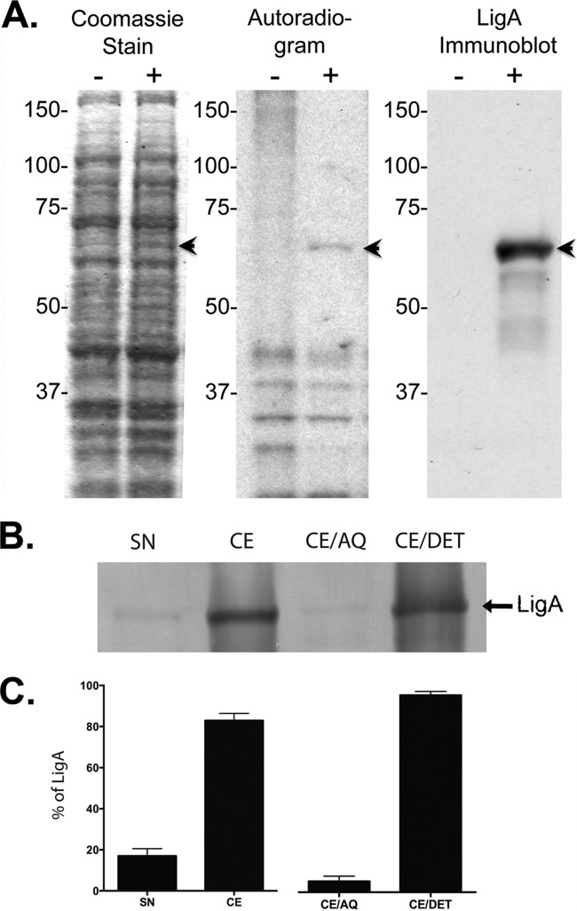 FIG 1