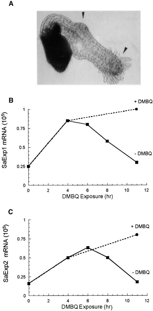 Figure 7.