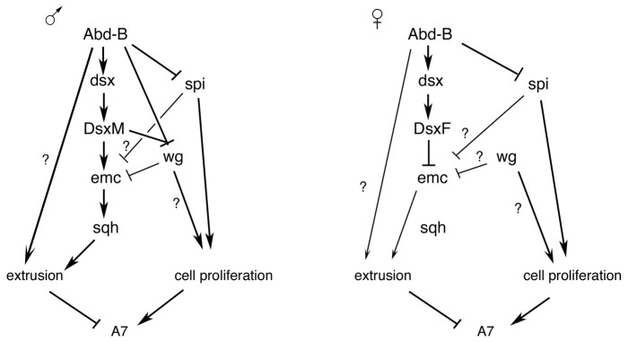 Figure 7