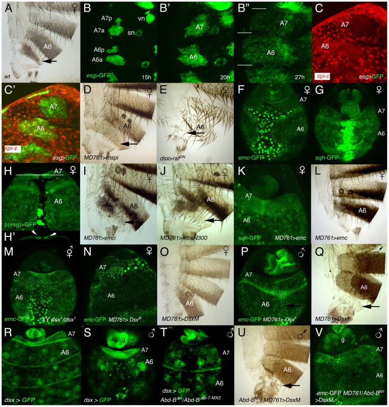 Figure 6