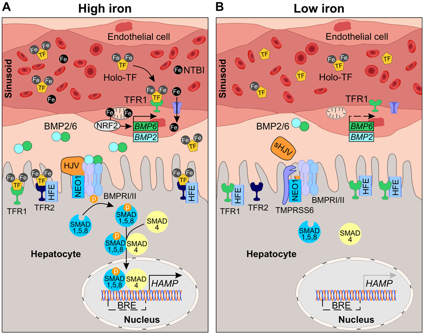 Figure 2.