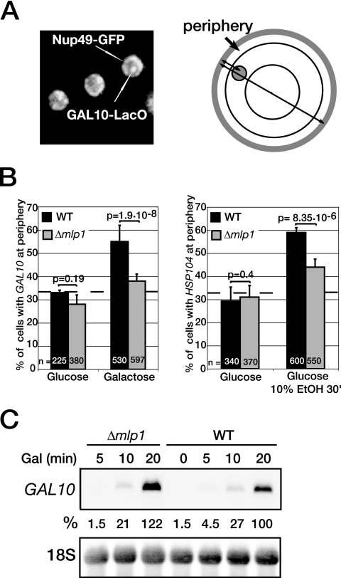 FIG. 1.