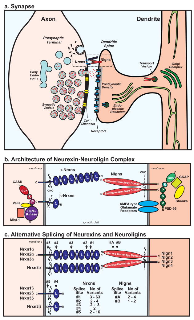 Neuroligins and Neurexins Link Synaptic Function to Cognitive Disease - PMC