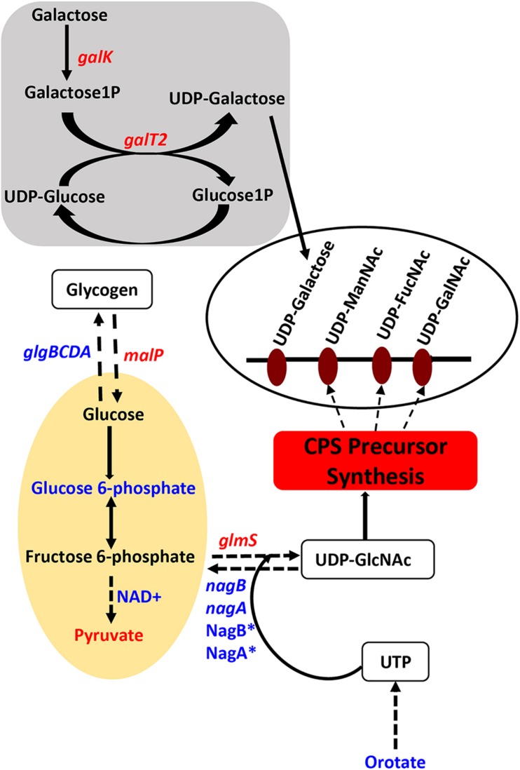 FIGURE 1