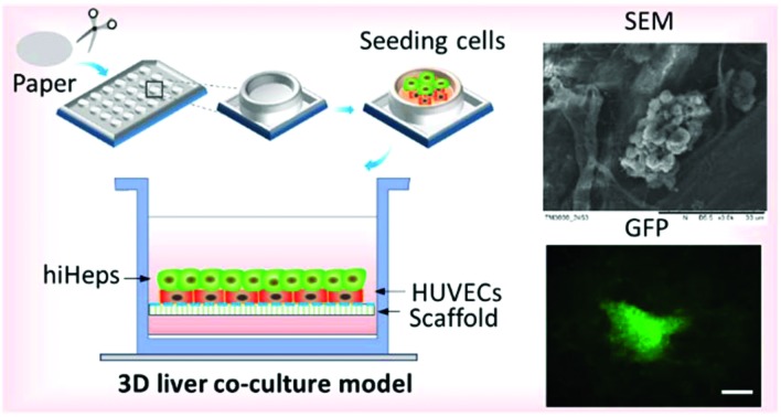 graphic file with name c7tx00209b-ga.jpg