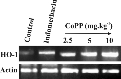 FIGURE 9.