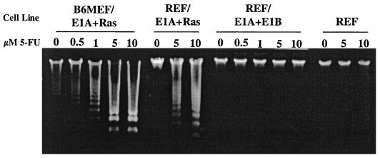 FIG. 1.