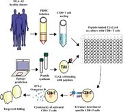 Graphical Abstract