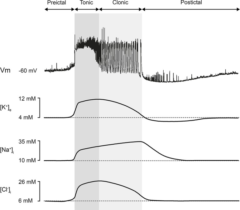 Fig 7