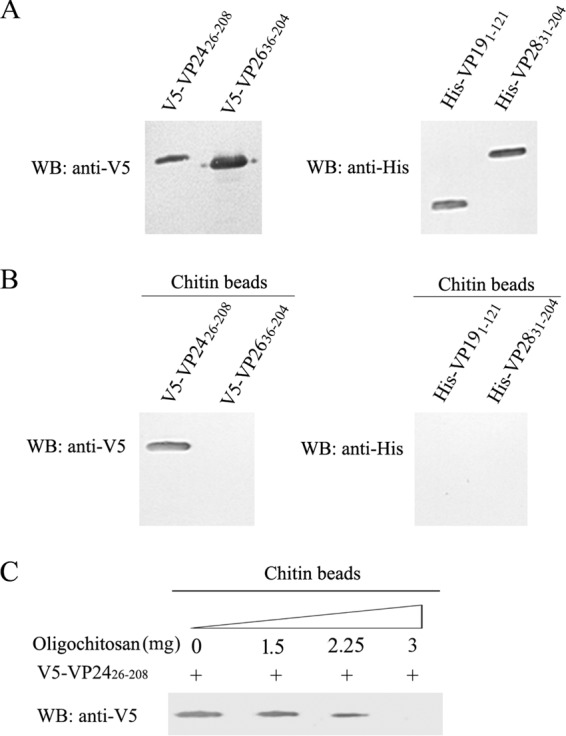 FIG 2