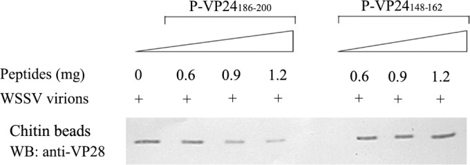 FIG 5