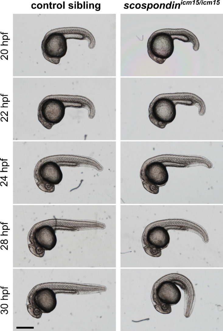 Figure 1—figure supplement 1.