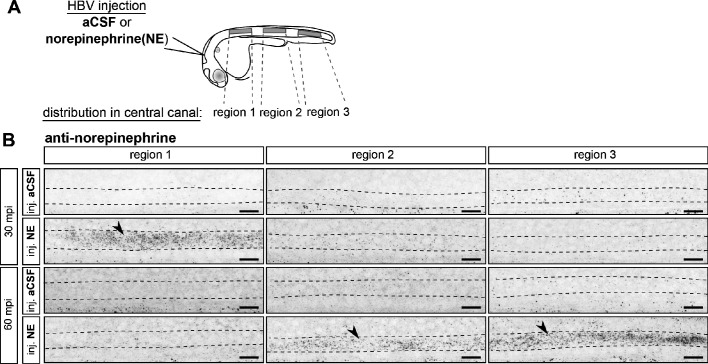 Figure 5—figure supplement 1.