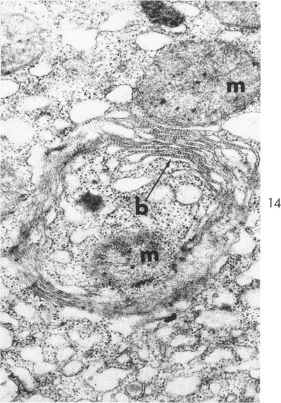 Fig. 14