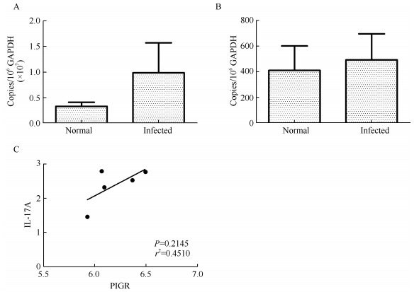 mRNA levels of pIgR (A) and IL-17A (B) in the lungs of normal and infected rhesus macaques are shown. Correlation between transcription levels of pIgR and IL-17A in normal rhesus macaques is also shown (C).