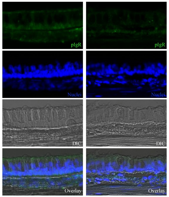 Immunoreactivities to pIgR (green) in the pseudo-stratified columnar epithelium of tracheal mucosa from normal (left column) and SHIV/SIV-infected (right column) rhesus macaques are shown. Nuclei (blue, stained with DAPI) and DIC images indicate that histological alterations also occurred in the tracheal mucosa of SHIV/SIV-infected rhesus macaques. Original magnification, ×800.