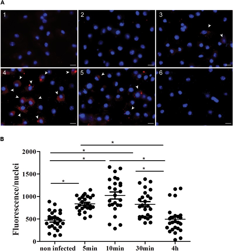 FIGURE 1