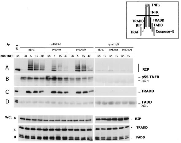 FIG. 5.