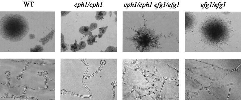 FIG. 1