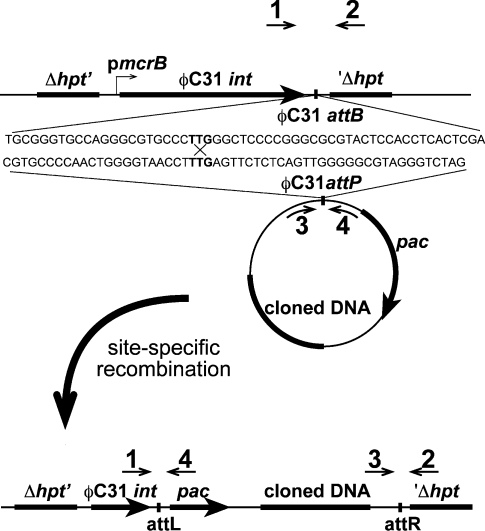 Figure 1.