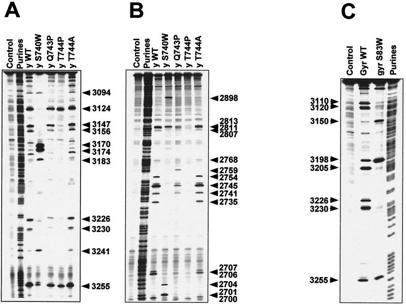 FIG. 2.