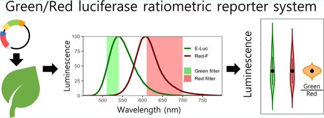 graphic file with name nihms-1761227-f0002.jpg