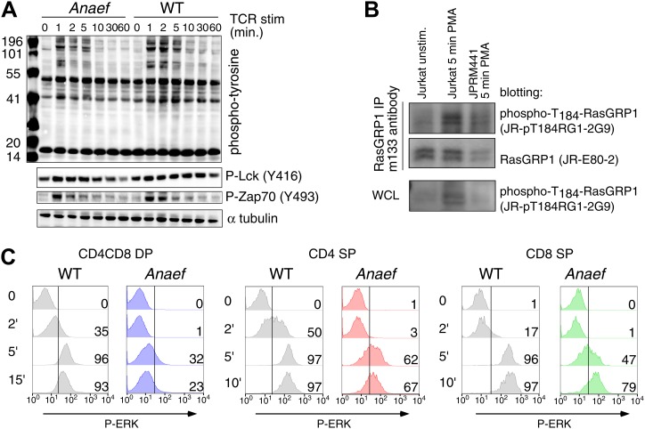 Figure 5—figure supplement 1.