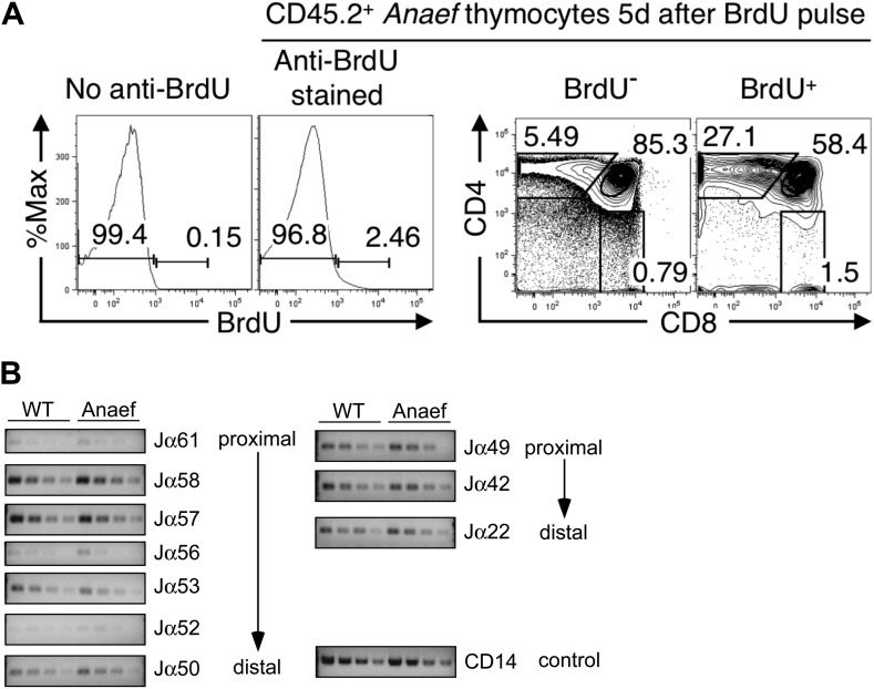 Figure 3—figure supplement 1.