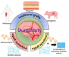 Graphical abstract