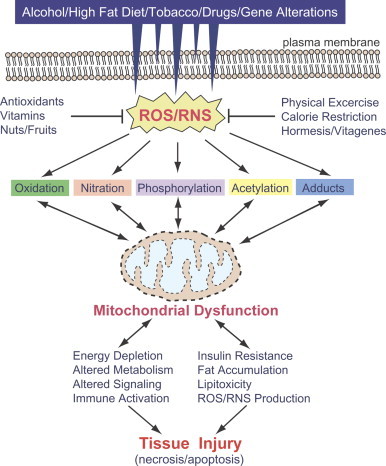 Fig. 1