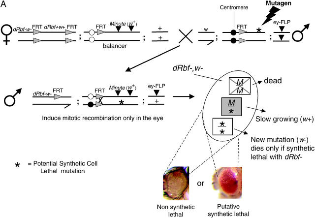 Figure 2.—