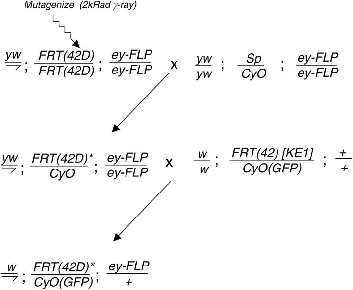 Figure 5.—