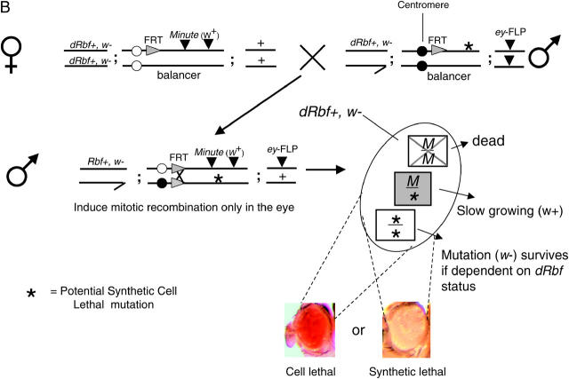 Figure 2.—