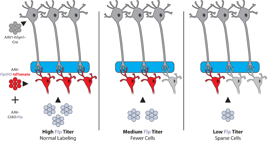 Figure 2.