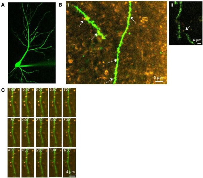 Figure 2