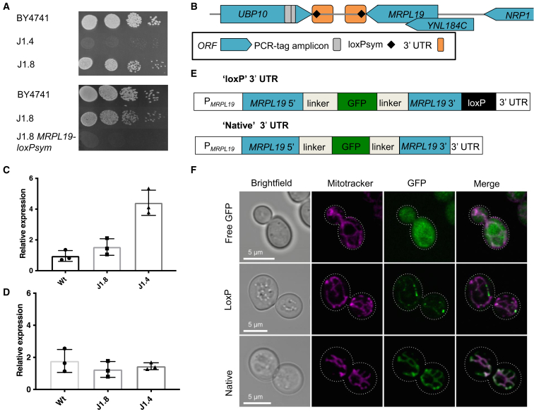 Figure 2