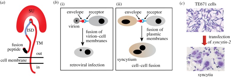 Figure 2.