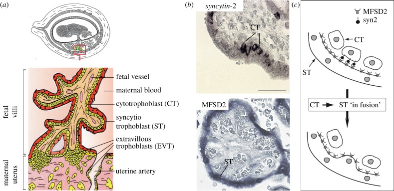 Figure 3.