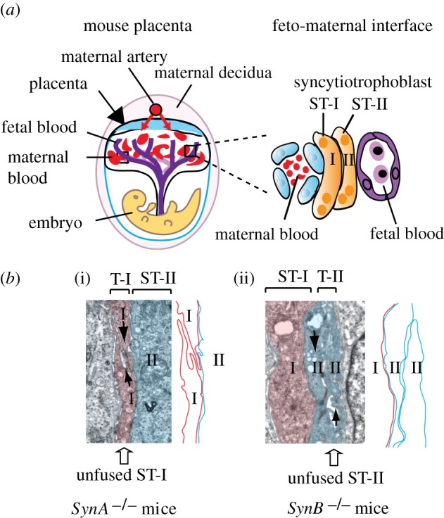 Figure 4.