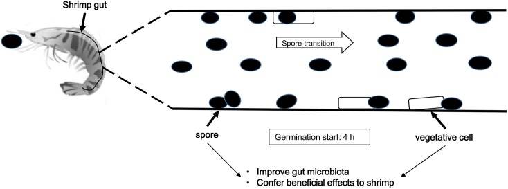 Fig 7