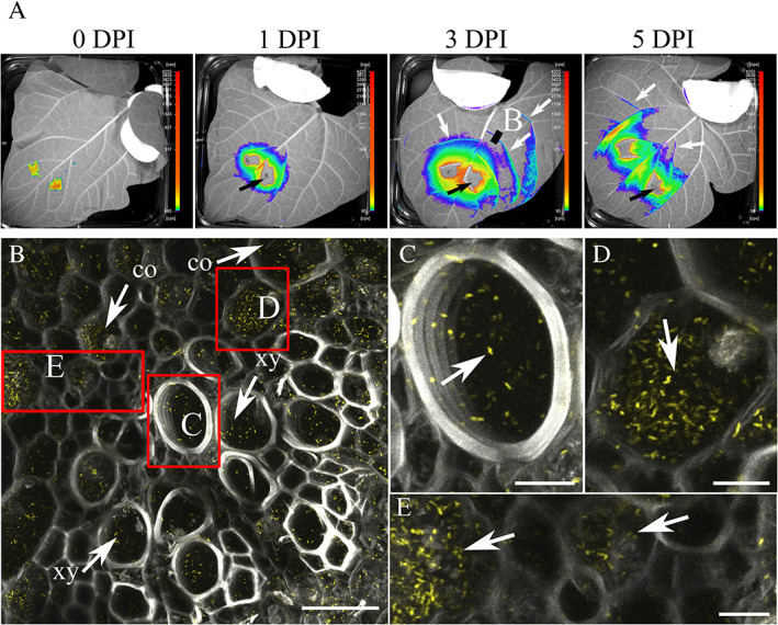 Fig. 2