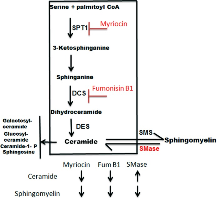 FIGURE 2.