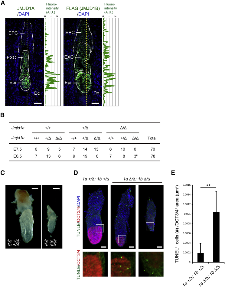 Figure 1