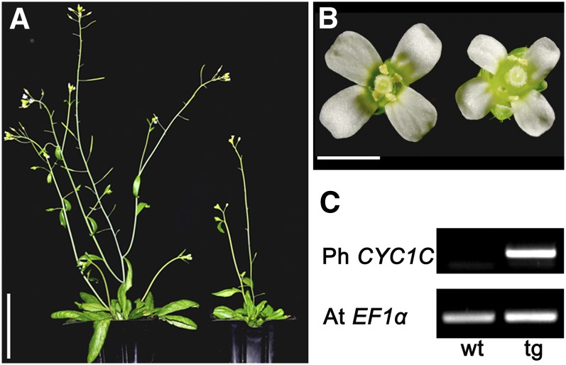 Figure 4.