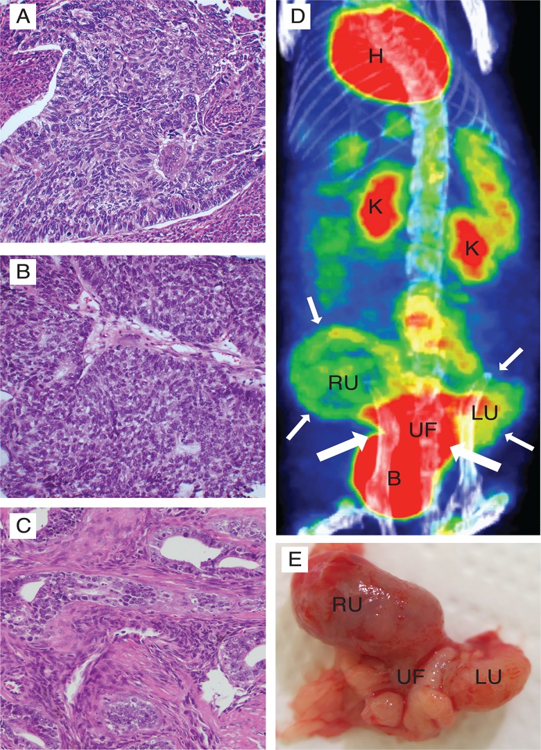 Fig 6