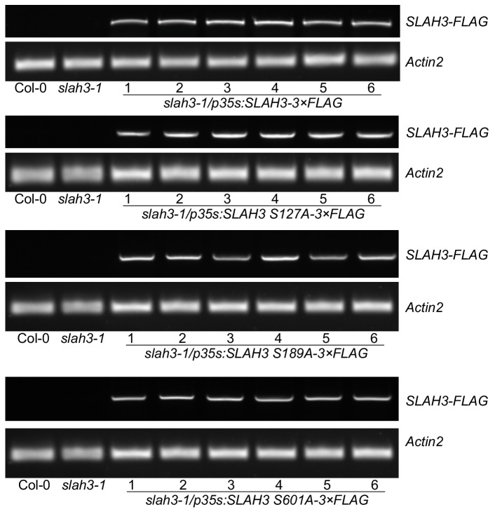 Figure 4—figure supplement 1.